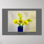 Yellow Calla Lillies posters