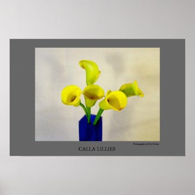 Yellow Calla Lillies Poster by deegolden