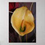 Yellow Calla Lilly posters