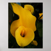 Yellow Calla Lily Print