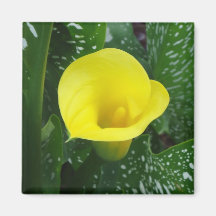 Yellow Calla Magnet