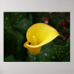 Yellow Calla. posters