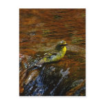 Yellow Canary bird bathing postcards