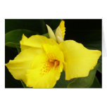 Yellow Canna Card