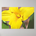 Yellow Canna Lily on Canvas, Version B Print