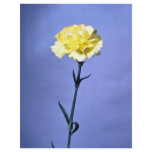 Yellow carnation flyers