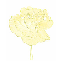 Yellow carnation t-shirts