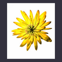 Yellow Chrysanthemum Flower Illustration posters