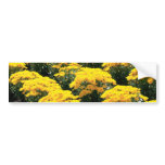 Yellow Chrysanthemum Flowers