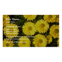 yellow Chrysanthemum 'Gordon Taylor' (Florist Chry Business Card