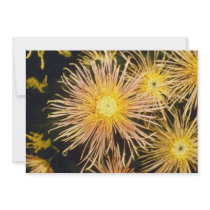 yellow Chrysanthemum 'Miss Atlanta' (Florist Chrys Custom Invitation