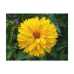 Yellow Chrysanthemum postcards