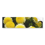 yellow Chrysanthemum 'Powder Puff' (Florist Chrysa bumper stickers
