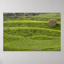 Yellow Clover Posters