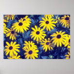 yellow Coneflower, (Rudbeckia) flowers Posters