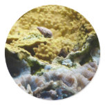 yellow coral sticker