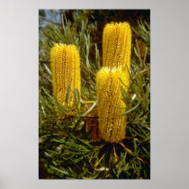 yellow Corn banksia (Banksia collina) flowers Posters