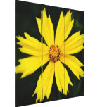 Yellow Cosmos Flower Close-up Stretched Canvas Print