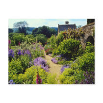 Yellow Cotswold garden flowers Postcards