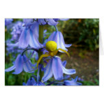 Yellow Crab / Flower Spider cards