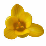 Yellow Crocus Photo Sculpture