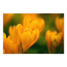 Yellow Crocuses With Rain Drops Photo