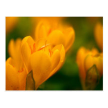 Yellow Crocuses With Rain Drops Post Cards