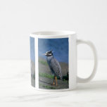 Yellow-crowned Night Heron Mugs