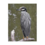 Yellow-crowned Night Heron Post Cards