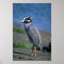 Yellow-crowned Night Heron Print