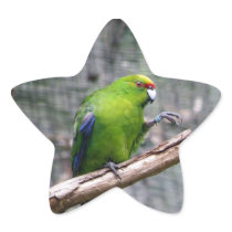 Yellow-crowned Parakeet Stickers
