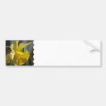 Yellow Daffodil Bumper Sticker