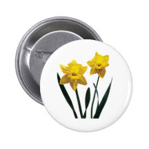 Yellow Daffodil Pair Pinback Buttons