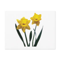 Yellow Daffodil Pair Postcard