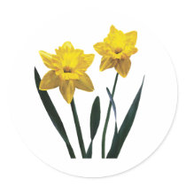 Yellow Daffodil Pair Round Sticker
