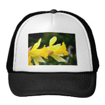 Yellow Daffodils blossoming on a sunny day Hats