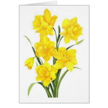 Yellow daffodils cards