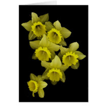 Yellow Daffodils On Black Card