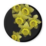 Yellow Daffodils On Black magnets