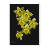 Yellow Daffodils On Black Post Card