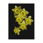 Yellow Daffodils On Black postcards