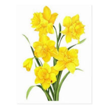 Yellow daffodils postcards