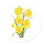 Yellow daffodils round stickers