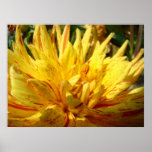 Yellow Dahlia Flower Art Prints Dahlias Garden