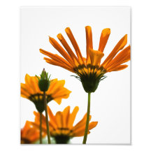 Yellow Daisies Photo Print