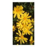 Yellow Daisies photo cards