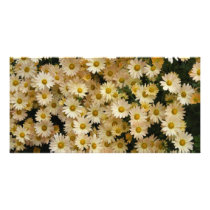 Yellow Daisies Photo Card