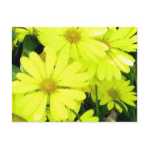 Yellow Daisies Postcard