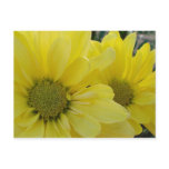 Yellow Daisies postcards