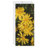 Yellow Daisies rack cards